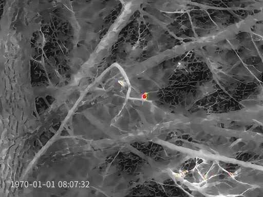 Un oiseau parmi les branches