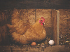 Qu'est-ce qui vient en premier : la désinformation ou les fausses preuves ? (Source de l'image : pixabay/Pexels)