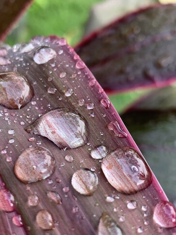 Prises de vue en mode macro avec Hallide II sur l'iPhone XS. (Images : @iam_tech)