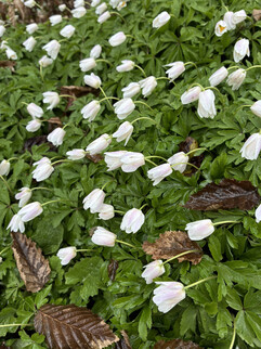 Une image de la caméra principale