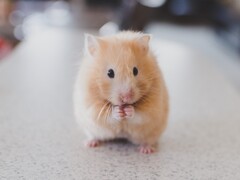 Un hamster de cryptomonnaie, tel que ce membre de la même espèce que Mister Goxx, peut, dans certaines circonstances, faire plus de profits que les investisseurs humains (Image : Ricky Kharawala)