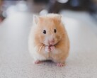 Un hamster de cryptomonnaie, tel que ce membre de la même espèce que Mister Goxx, peut, dans certaines circonstances, faire plus de profits que les investisseurs humains (Image : Ricky Kharawala)