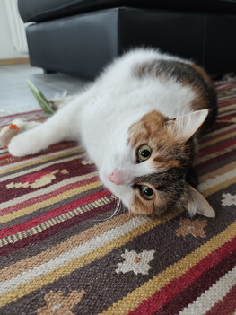 Enregistrement avec la caméra principale