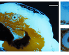 Une minuscule image fluorescente multicolore d’un ara, de 250 × 350 pixels, réalisée par photolithographie.