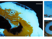 Une minuscule image fluorescente multicolore d’un ara, de 250 × 350 pixels, réalisée par photolithographie.