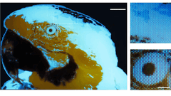 Une minuscule image fluorescente multicolore d’un ara, de 250 × 350 pixels, réalisée par photolithographie.