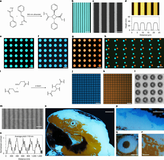 L'équipe de recherche a utilisé la photolithographie UV pour structurer des polymères électroluminescents en structures microscopiques, notamment l'image test représentant un ara présentée ci-dessous.