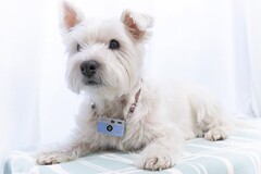 Kenko Tokina lance l'appareil photo jouet Pieni M pour le plus grand plaisir des amateurs de Polaroïd et d'impressionnisme. (Source : Kenko Tokina)