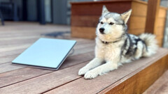 Starlink Mini à côté d&#039;un mini husky (image : Michael Nicolls/X)