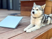 Starlink Mini à côté d'un mini husky (image : Michael Nicolls/X)