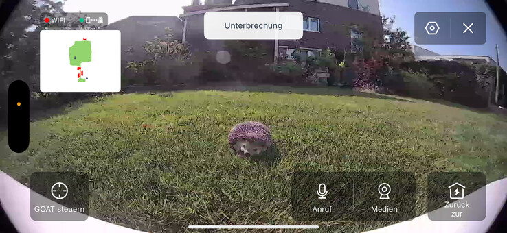 Un hérisson factice dans une vidéo en direct