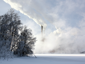 Les piles pourraient-elles un jour provenir des arbres ? (Source : Wikimedia Commons)