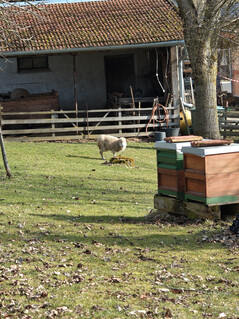 Appareil photo principal (zoom 6x)