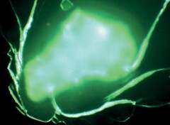 Les chercheurs ont réussi à transmettre sans fil des données utiles en modulant un champ de neutrons émis par l'isotope Californium-252 (Image source : Nature.com)