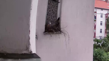 Pigeon nidifiant, 4x agrandi