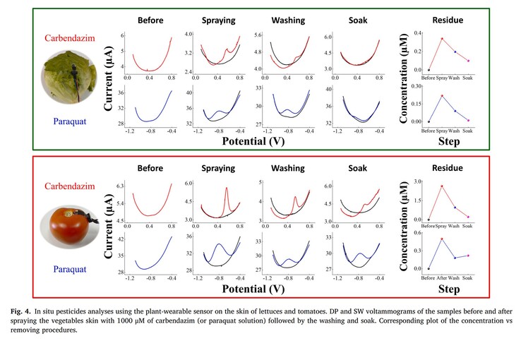 Le capteur détecte avec précision de très faibles niveaux de deux pesticides courants sur la laitue et les tomates pendant la contamination et la décontamination. (Source : article de S.C. Teixeira et al. dans Biomaterials Advances)