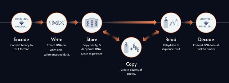 Le processus de stockage de données dans l'ADN synthétique. (Source de l'image : Atlas Data Storage)