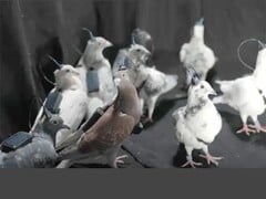 Un groupe de pigeons télécommandés de Neiry (Source de l&#039;image : Neiry ; édité)
