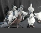 Un groupe de pigeons télécommandés de Neiry (Source de l'image : Neiry ; édité)