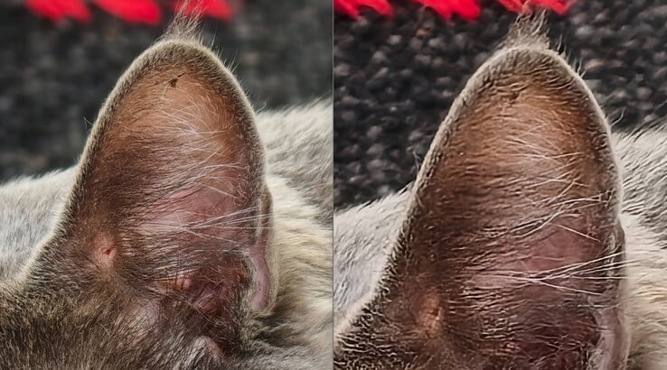 La comparaison est évidente. Gauche : Avec le téléconvertisseur à 400 mm. A droite : Sans téléconvertisseur