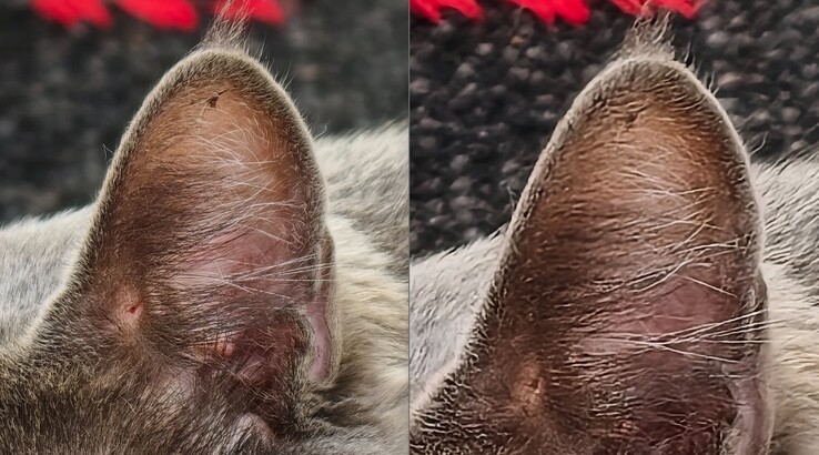 La comparaison est évidente. Gauche : Avec le téléconvertisseur à 400 mm. A droite : Sans téléconvertisseur