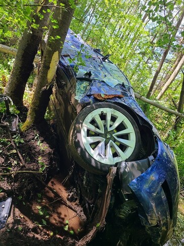 Avant d'atterrir sur le sol de la forêt.