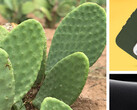 Les cactus : maintenant pour la protection des smartphones. (Source : Otterbox)