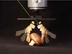 Des carapaces de homard transformées en pinces robotiques biohybrides (Source d'image : Create Lab EPFL)