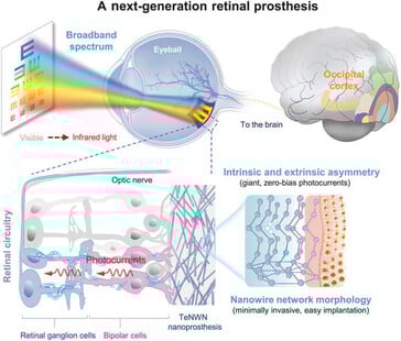 L'implant en tellure convertit l'énergie lumineuse en électricité, sans nécessiter de source d'énergie externe, pour permettre au cerveau de retrouver la vue. (Source de l'image : Science. DOI : 10.1126/science.adu2987)