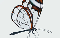 Nothing a peut-être deux jeux d'écouteurs dans sa manche. (Image source : Nothing)