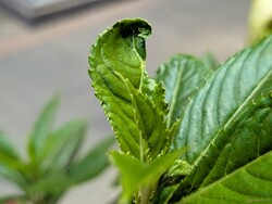 Macro shot with the main camera