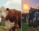 Une capture d'écran de la mise à jour Minecraft Tiny Takeover comparant les vaches du jeu à une vraie vache