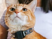 Le Mini tracker de Fi permet aux propriétaires de suivre la forme physique et la localisation de leur animal de compagnie. (Source de l'image : Fi)