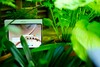 Test du OnePlus Pad 4