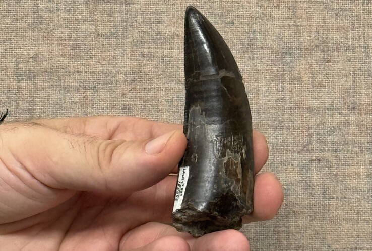 L'une des dents de T. rex utilisées par les chercheurs