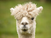 Il ressemble à un lama, comme ALPACA ressemble au LLAMA (Lyman-alpha measurement apparatus). (Image : pixabay/wagrati_photo)