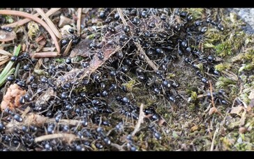 Des fourmis avec un zoom x6