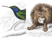 Illustrations d'animaux sauvages