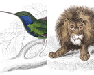 Illustrations d'animaux sauvages