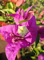 Prise de vue macro avec un objectif grand angle