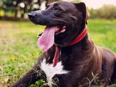 Un chien tirant la langue (Source de l&#039;image : Silvana Carlos via Unplash ; recadré)