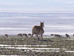 L'antilope robot développée par Deep Robotics parcourt les hauts plateaux tibétains depuis la fin juillet. (Source de l'image : Globaltimes)