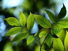 Utiliser la nature comme modèle pour obtenir plus d'énergie à partir de la lumière. (Image : pixabay/MabelAmber)