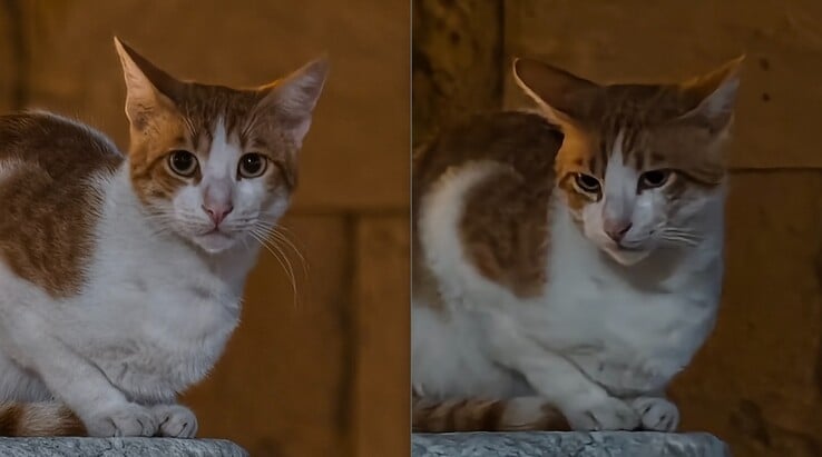 Gauche : Avec un téléconvertisseur à 200 mm. A droite : Sans téléconvertisseur.