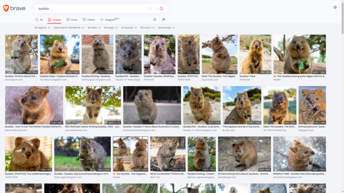 Recherche d'images pour "Quokka" avec Brave