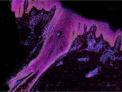 Une image qui montre une sélection de gènes d'intérêt dans le développement de la peau humaine. Les teintes cyan représentent les cellules souches, l'orange les kératincoytes et le vert et le violet les cellules immunitaires. (Source de l'image : Wellcome Sanger Institute)