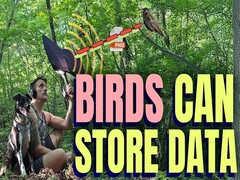 Les oiseaux peuvent stocker des données (source de l&#039;image : Benn Jordan YouTube channel)