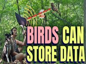 Les oiseaux peuvent stocker des données (source de l'image : Benn Jordan YouTube channel)