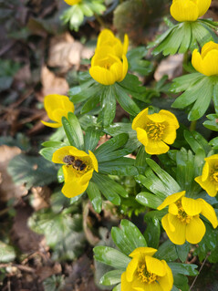 Appareil photo principal