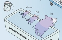Le prix Ig Nobel est décerné à des chercheurs japonais qui ont démontré que la ventilation dorsale des animaux fonctionne. (Source de l'image : Mammalian enteral ventilation ameliorates respiratory failure (La ventilation entérale des mammifères améliore l'insuffisance respiratoire) par R. Okabe et al